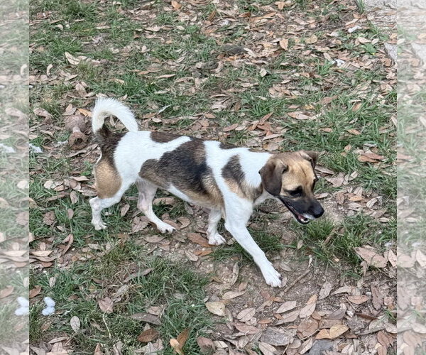 Medium Photo #4 Rat Terrier-Unknown Mix Puppy For Sale in Oakhurst, NJ, USA