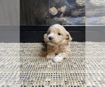 Small #2 Mal-Shi-Poodle (Miniature) Mix