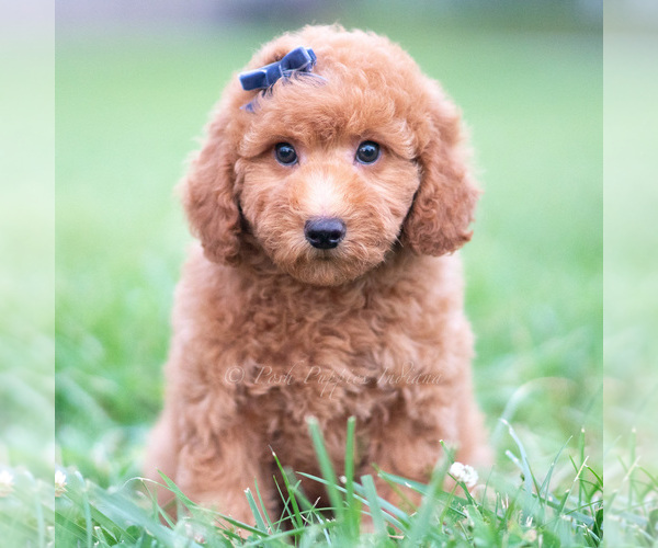 Medium Photo #33 Goldendoodle (Miniature) Puppy For Sale in WARSAW, IN, USA
