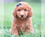 Small Photo #33 Goldendoodle (Miniature) Puppy For Sale in WARSAW, IN, USA