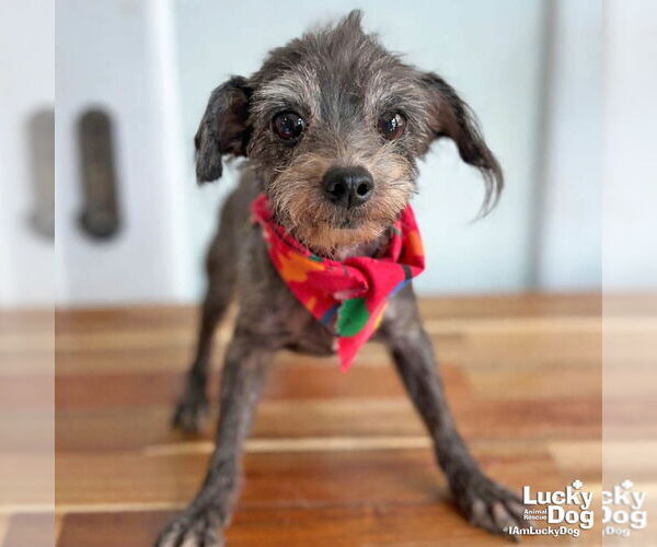 Medium Photo #2 Shih Tzu-Unknown Mix Puppy For Sale in Washington, DC, USA