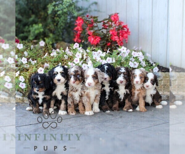 Medium Photo #2 Bernedoodle (Miniature) Puppy For Sale in LITITZ, PA, USA