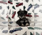 Puppy Rosie Schnauzer (Miniature)