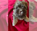 Small Photo #9 Havanese Puppy For Sale in JEFFERSON, GA, USA