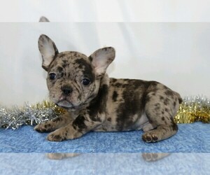 French Bulldog Puppy for sale in FREDERICKSBG, OH, USA