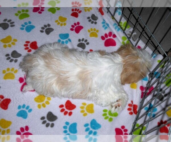 Medium Photo #6 Shih Tzu Puppy For Sale in TUCSON, AZ, USA