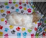 Small #5 Shih Tzu