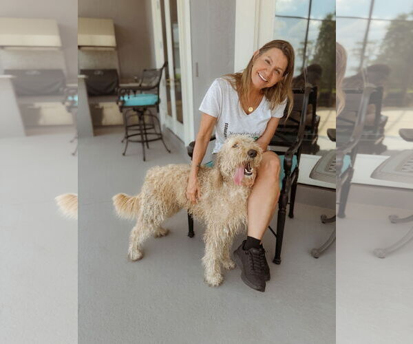Medium Photo #5 Goldendoodle Puppy For Sale in Orlando, FL, USA