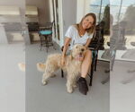 Small #4 Goldendoodle