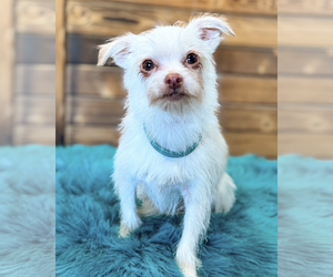 Mutt Dogs for adoption in Corona, CA, USA