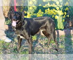Small #4 Australian Shepherd Mix
