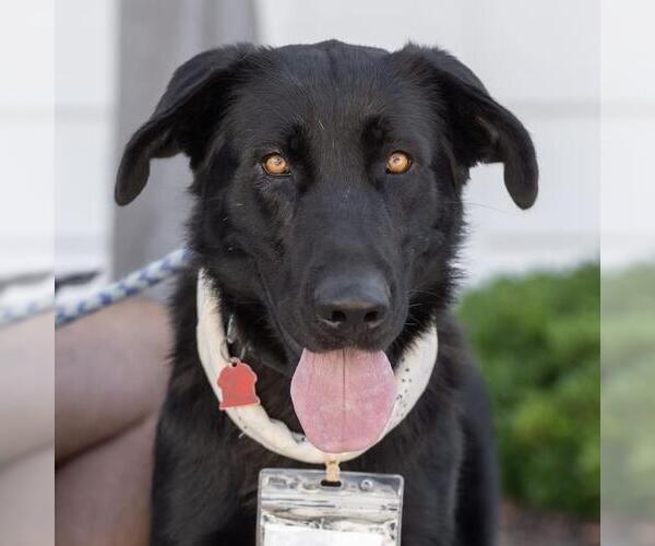 Medium Photo #7 Labrador Retriever-Unknown Mix Puppy For Sale in San Diego, CA, USA