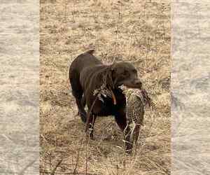 Father of the Labrador Retriever puppies born on 06/20/2025