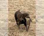 Small Photo #1 Labrador Retriever Puppy For Sale in STANLEY, WI, USA