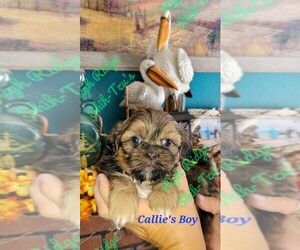 Shih Tzu Puppy for Sale in HILLSVILLE, Virginia USA