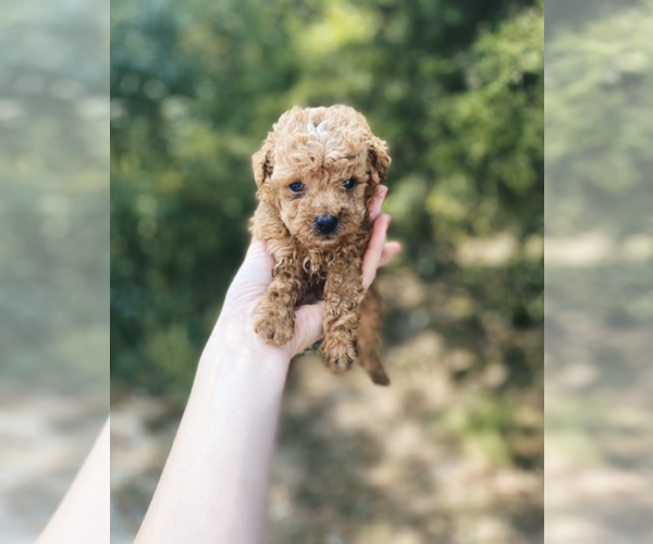 Medium Photo #9 Poodle (Toy) Puppy For Sale in MIAMI, FL, USA