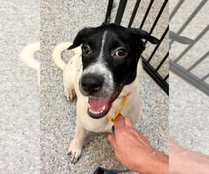 Broadway - Male Pointer-Unknown Mix Dog for Adoption - Photo #2