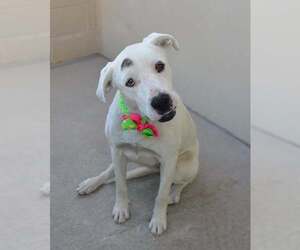 American Pit Bull Terrier-Unknown Mix Dogs for adoption in McKinney, TX, USA