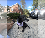 Small #3 Dachshund Mix