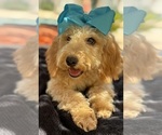 Small Photo #27 Goldendoodle mix (+ Poodle Miniature) Puppy For Sale in MENIFEE, CA, USA