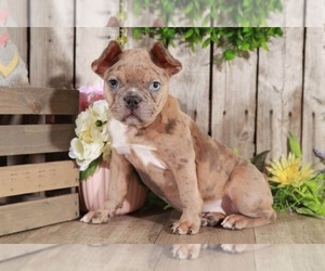 American French Bull Terrier Puppy for sale in MOUNT VERNON, OH, USA