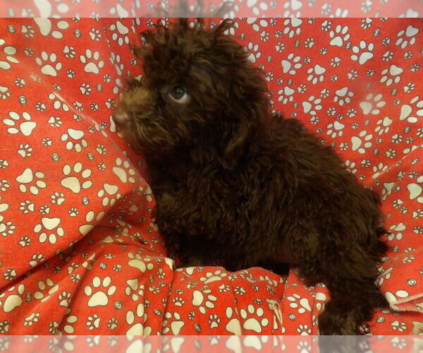 Medium Photo #3 F2 Aussiedoodle Puppy For Sale in PATERSON, NJ, USA