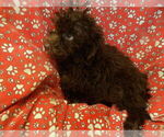 Small #2 F2 Aussiedoodle