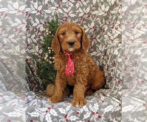 Goldendoodle (Miniature) Puppy for sale in OXFORD, PA, USA