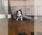 Small Photo #1 American Bully Puppy For Sale in DETROIT, MI, USA