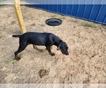 Small #16 Catahoula Leopard Dog