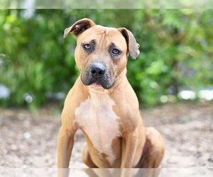 Black Mouth Cur-Unknown Mix Dogs for adoption in Tavares, FL, USA