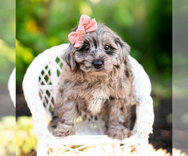 Medium Photo #5 Yorkipoo Puppy For Sale in WARSAW, IN, USA
