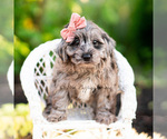 Small #4 Yorkipoo
