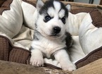 Small Photo #3 Pomsky Puppy For Sale in ARTHUR, IL, USA