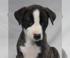 Mutt Dogs for adoption in Thief River Falls, MN, USA