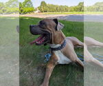 Small #1 Bullboxer Pit