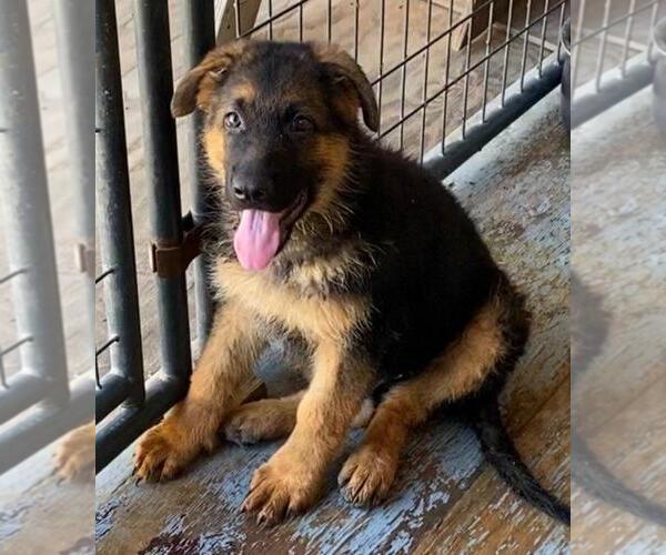 Medium Photo #8 German Shepherd Dog Puppy For Sale in RIO LINDA, CA, USA