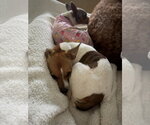 Small #1 Rat Terrier