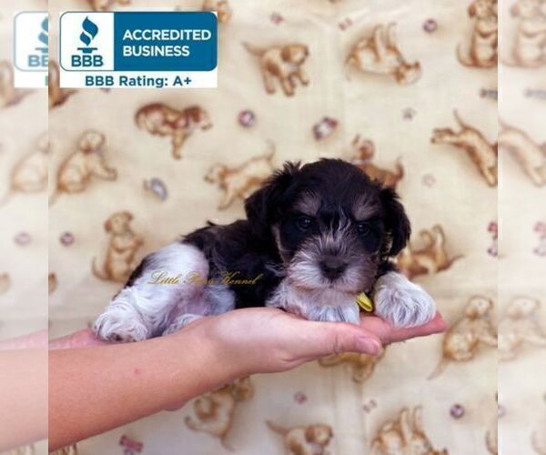 Medium Photo #2 Schnoodle (Miniature) Puppy For Sale in WINNSBORO, LA, USA