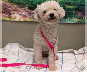 Poodle (Toy)-Unknown Mix Dogs for adoption in Moreno Valley, CA, USA