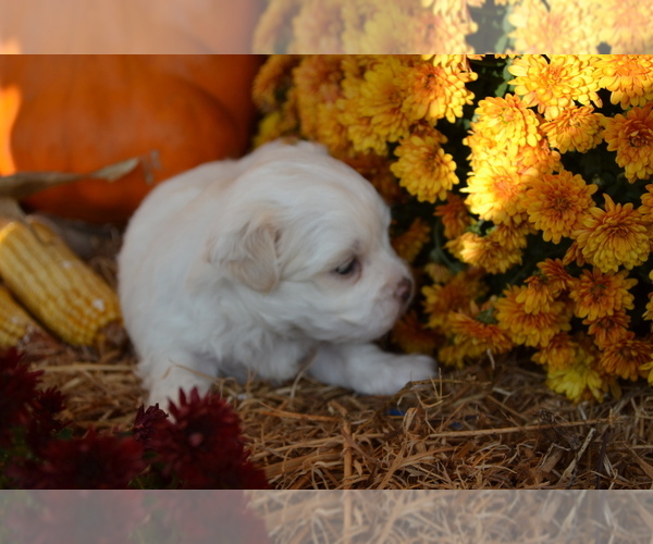 Medium Photo #4 Mal-Shi Puppy For Sale in GREENWOOD, WI, USA