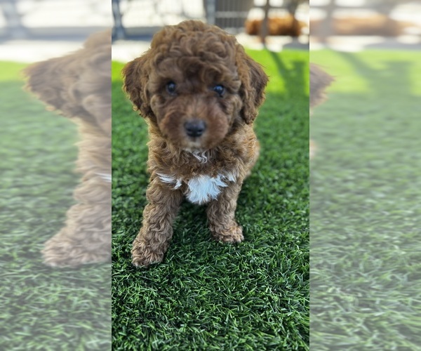 Medium Photo #3 Goldendoodle (Miniature) Puppy For Sale in APTOS, CA, USA