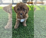 Small #2 Goldendoodle (Miniature)