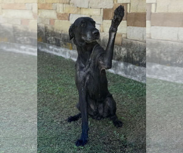 Medium Photo #4 Mutt Puppy For Sale in PIPE CREEK, TX, USA