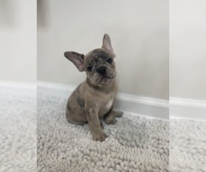 French Bulldog Puppy for sale in CHARLESTON, SC, USA