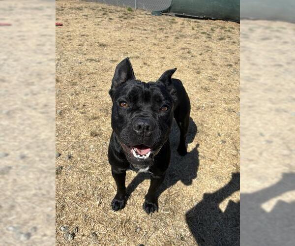 Medium Photo #1 French Bulldog-Unknown Mix Puppy For Sale in Santa Cruz, CA, USA