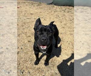French Bulldog-Unknown Mix Dogs for adoption in Santa Cruz, CA, USA