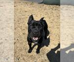 SHARON* - Female French Bulldog-Unknown Mix Dog for Adoption - Small photo