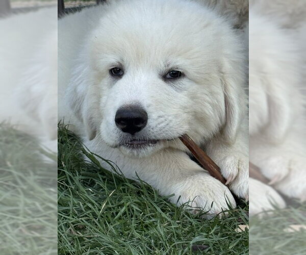 Medium Photo #1 Great Pyrenees Puppy For Sale in MIDWAY, UT, USA