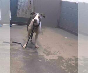 Medium American Staffordshire Terrier Mix